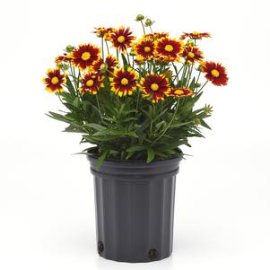 Coreopsis 'Uptick™ Red'