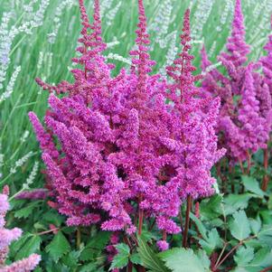 Astilbe chinensis 'Vision in Red'