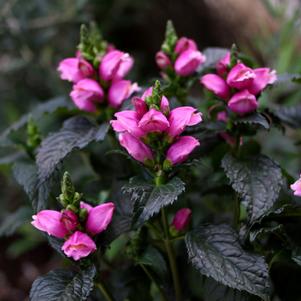 Chelone obliqua 'Tiny Tortuga'