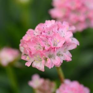 Armeria 'Dreameria® Daydream'