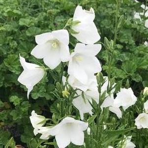 Campanula persicifolia 'Takion White'