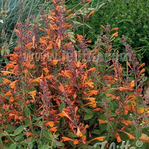 Agastache aurantiaca-hybrid 'Tango'