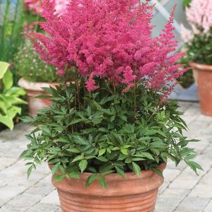 Astilbe 'Younique™ Lilac'