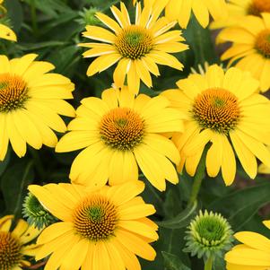 Echinacea 'Sombrero® Lemon Yellow Improved'