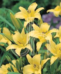 Hemerocallis 'Hyperion'