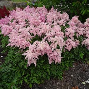 Astilbe chinensis 'Fireworks Pink'