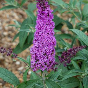 Buddleia 'Buzz™ Magenta Improved'