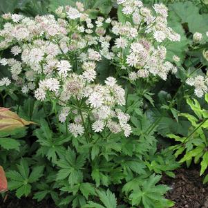 Astrantia major 'Star of Billion'