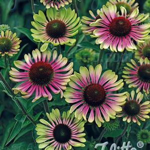 Echinacea purpurea 'Green Twister'