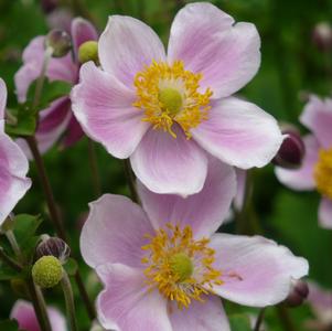 Anemone x hybrida 'September Charm'