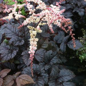 Astilbe arendsii 'Chocolate Shogun'