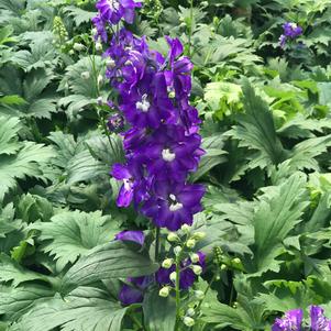 Delphinium elatum 'Aurora™ Deep Purple'