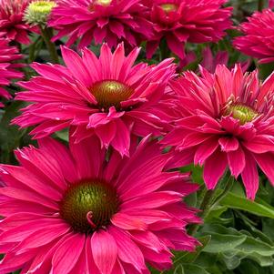 Echinacea 'SunSeekers Sweet Fuchsia'