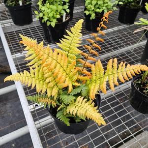 Dryopteris wallichiana 'Jurassic Gold'