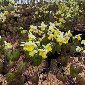 Epimedium versicolor 'Sulphureum'