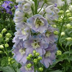 Delphinium elatum 'Guardian Lavender'