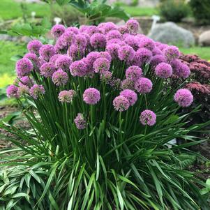 Allium 'Millenium'