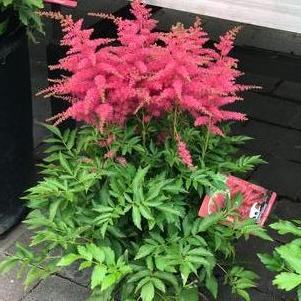 Astilbe 'Younique™ Cerise'