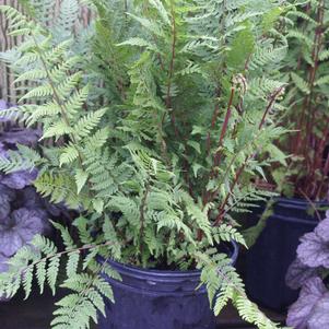 Athyrium filix-femina 'Lady in Red'