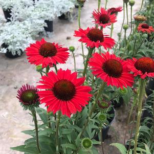 Echinacea 'KISMET® Red'