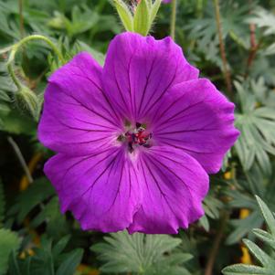 Geranium 'Tiny Monster'