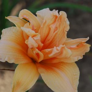 Hemerocallis 'Vanilla Fluff'