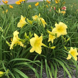 Hemerocallis 'Big Time Happy'