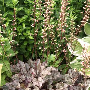 Heuchera 'Silver Scrolls'