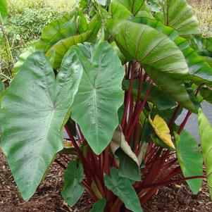 Elephant Ears - Colocasia 'Royal Hawaiian® Punch'