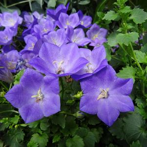 Campanula carpatica 'Pearl Deep Blue'