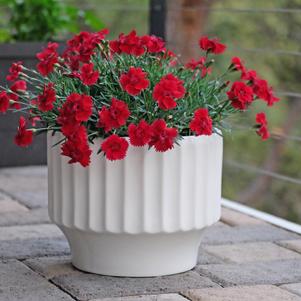 Dianthus 'Star Single™ Fire Star Improved'