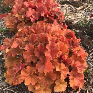 Heuchera 'Northern Exposure™ Amber'