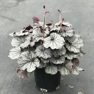 Heuchera 'Northern Exposure™ Silver'