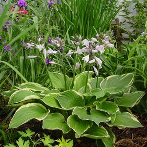 Hosta 'fortunei Aureomarginata'