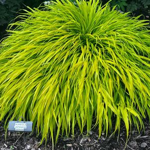 Hakonechloa macra 'All Gold'