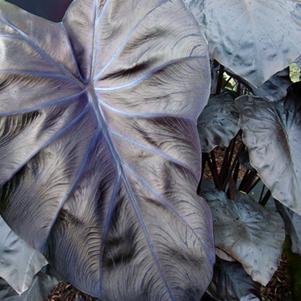 Elephant Ears - Colocasia 'Royal Hawaiian® Black Coral'