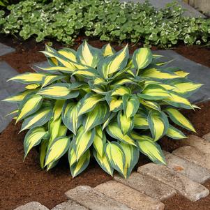 Hosta 'Magic Island'