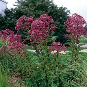 Eupatorium maculatum 'Gateway'