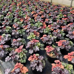 Heuchera 'Combo Tray for Mixed Containers'