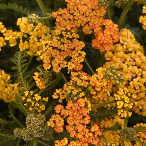 Achillea millefolium 'Milly Rock™ Yellow Terracotta'