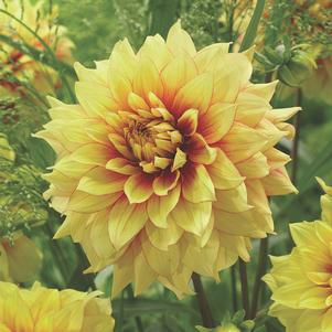 Dahlia Tall Dinner Plate 'Dazzling Sun'