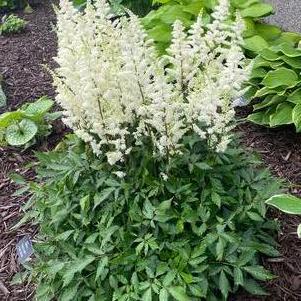 Astilbe arendsii 'Happy Spirit'