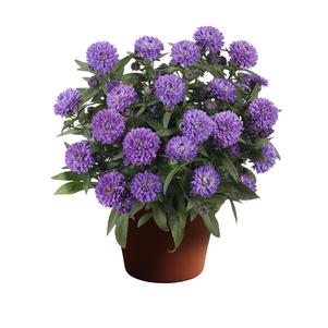 Aster novi-belgii 'Showmakers® Blue Bayou'