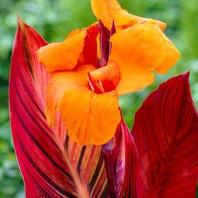 Canna 'Phaison'