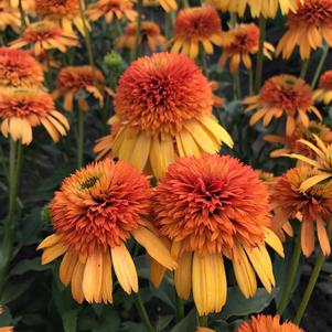 Echinacea 'Orange Fascinator'