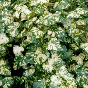 Hedera helix 'Golden Ingot'