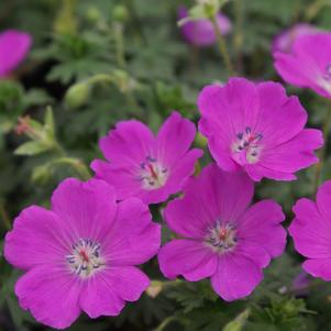 Geranium sanguineum 'Max Frei'