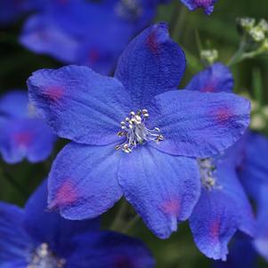 Delphinium grandiflorum 'Blue Butterfly'