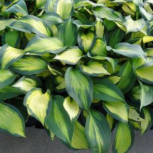 Hosta 'Forbidden Fruit'