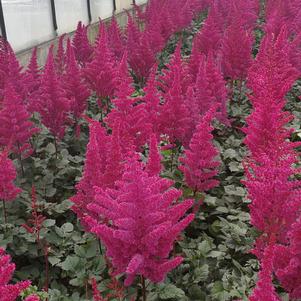 Astilbe chinensis 'Vision Vulcano'